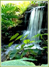 marie selby botanical gardens in sarasota florida